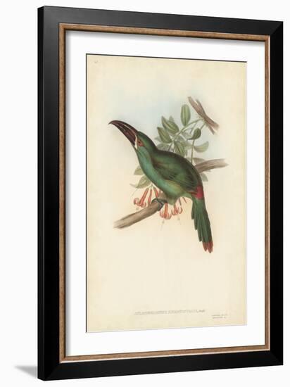 Tropical Toucans II-John Gould-Framed Art Print