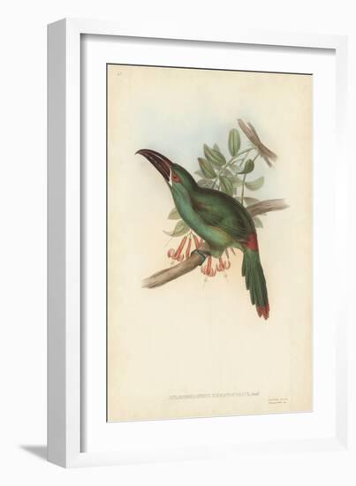 Tropical Toucans II-John Gould-Framed Art Print