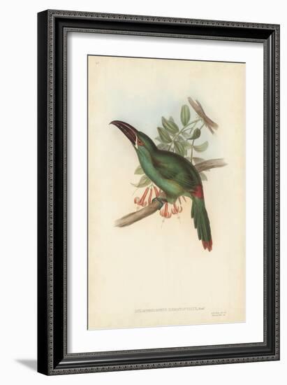 Tropical Toucans II-John Gould-Framed Art Print