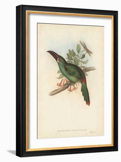 Tropical Toucans II-John Gould-Framed Art Print