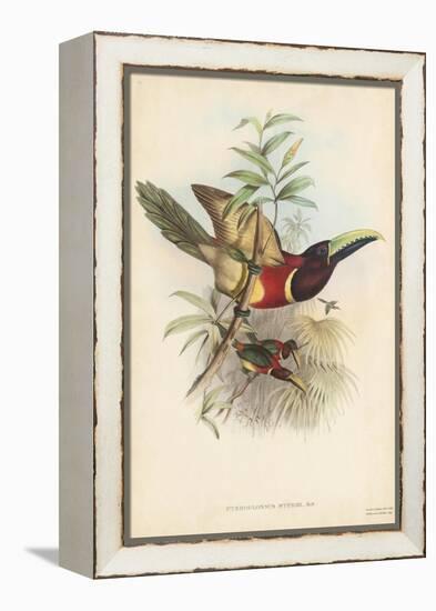 Tropical Toucans III-John Gould-Framed Stretched Canvas