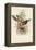 Tropical Toucans III-John Gould-Framed Stretched Canvas