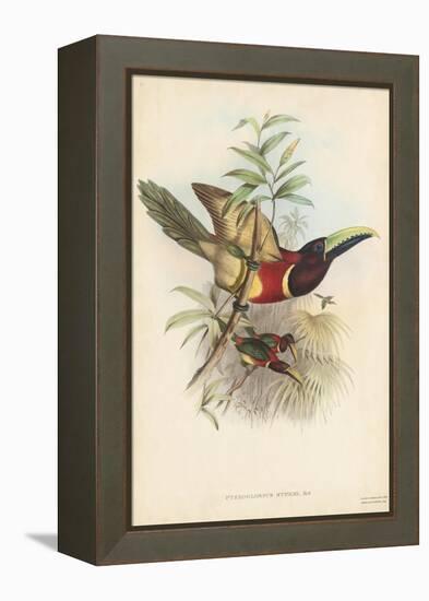 Tropical Toucans III-John Gould-Framed Stretched Canvas