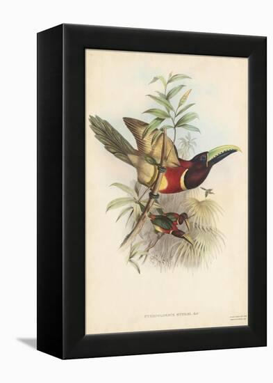 Tropical Toucans III-John Gould-Framed Stretched Canvas