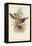 Tropical Toucans III-John Gould-Framed Stretched Canvas