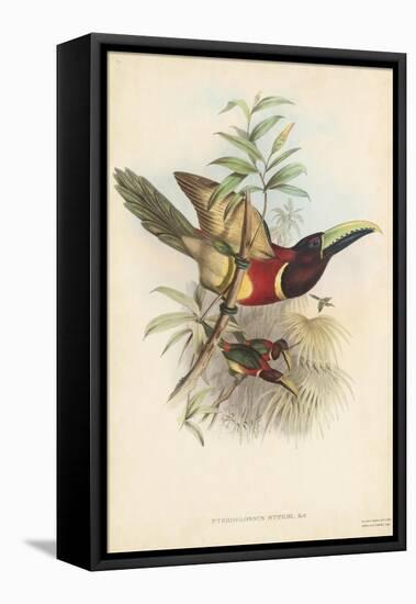 Tropical Toucans III-John Gould-Framed Stretched Canvas