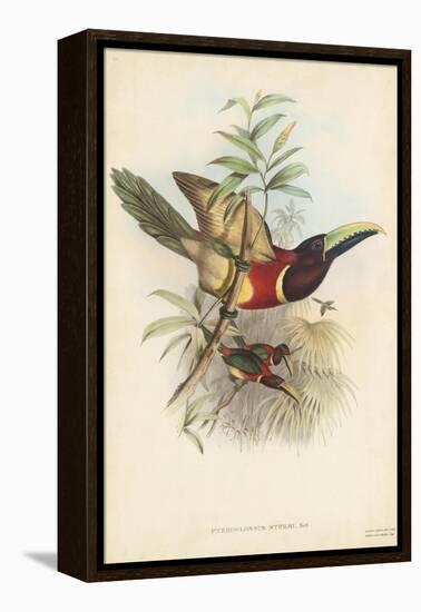 Tropical Toucans III-John Gould-Framed Stretched Canvas