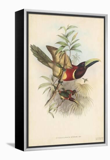 Tropical Toucans III-John Gould-Framed Stretched Canvas