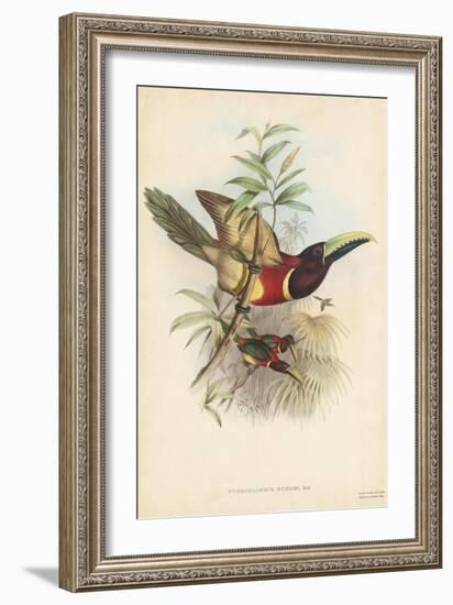 Tropical Toucans III-John Gould-Framed Art Print