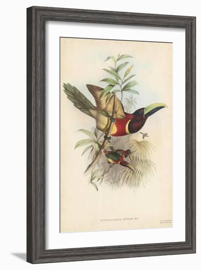 Tropical Toucans III-John Gould-Framed Art Print