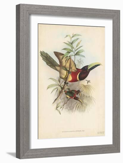 Tropical Toucans III-John Gould-Framed Art Print