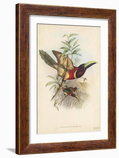 Tropical Toucans III-John Gould-Framed Art Print