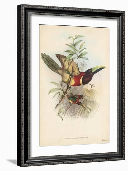 Tropical Toucans III-John Gould-Framed Art Print