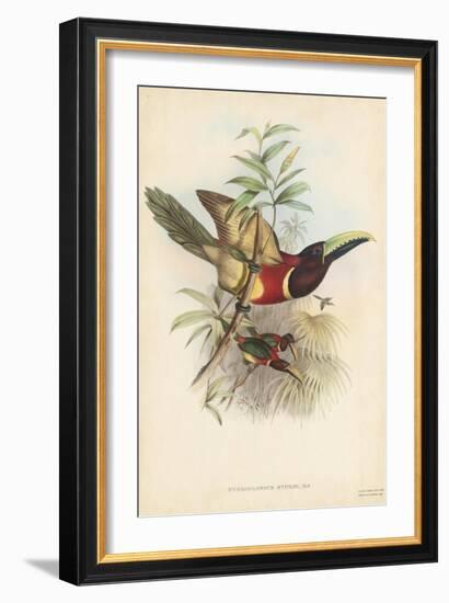 Tropical Toucans III-John Gould-Framed Art Print