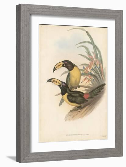 Tropical Toucans IV-John Gould-Framed Art Print