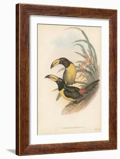 Tropical Toucans IV-John Gould-Framed Art Print