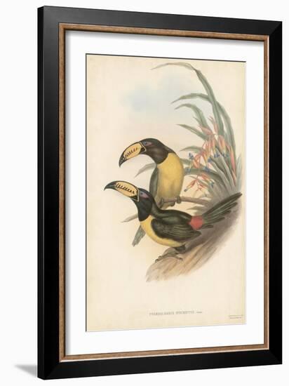 Tropical Toucans IV-John Gould-Framed Art Print