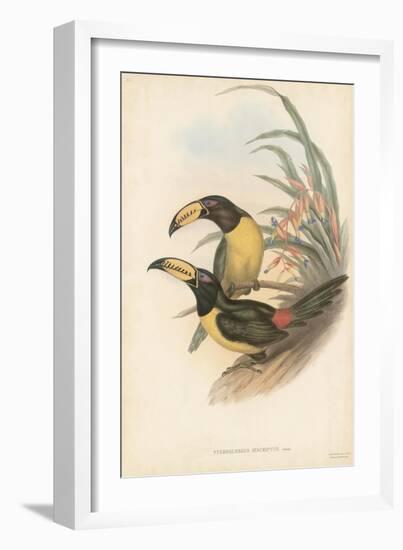 Tropical Toucans IV-John Gould-Framed Art Print