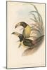 Tropical Toucans IV-John Gould-Mounted Art Print