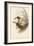 Tropical Toucans IV-John Gould-Framed Art Print