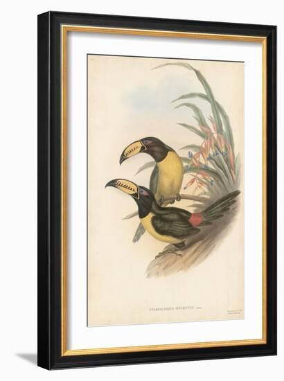 Tropical Toucans IV-John Gould-Framed Art Print