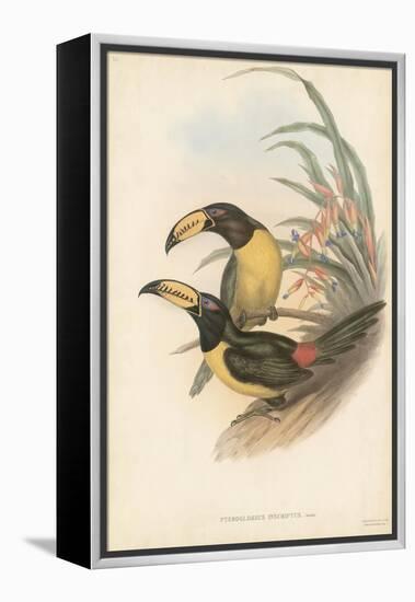 Tropical Toucans IV-John Gould-Framed Stretched Canvas
