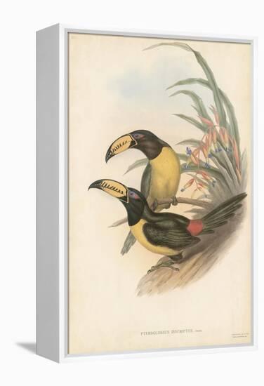 Tropical Toucans IV-John Gould-Framed Stretched Canvas
