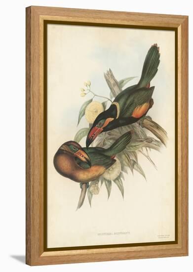 Tropical Toucans V-John Gould-Framed Stretched Canvas