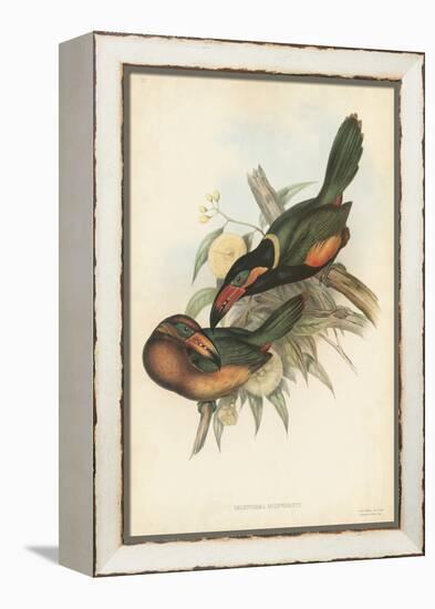 Tropical Toucans V-John Gould-Framed Stretched Canvas