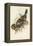 Tropical Toucans V-John Gould-Framed Stretched Canvas