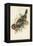 Tropical Toucans V-John Gould-Framed Stretched Canvas