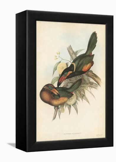 Tropical Toucans V-John Gould-Framed Stretched Canvas