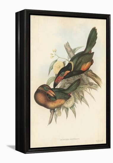 Tropical Toucans V-John Gould-Framed Stretched Canvas