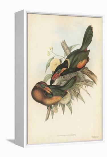 Tropical Toucans V-John Gould-Framed Stretched Canvas