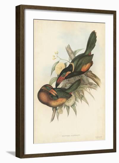 Tropical Toucans V-John Gould-Framed Art Print