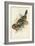 Tropical Toucans V-John Gould-Framed Art Print