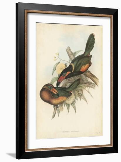 Tropical Toucans V-John Gould-Framed Art Print