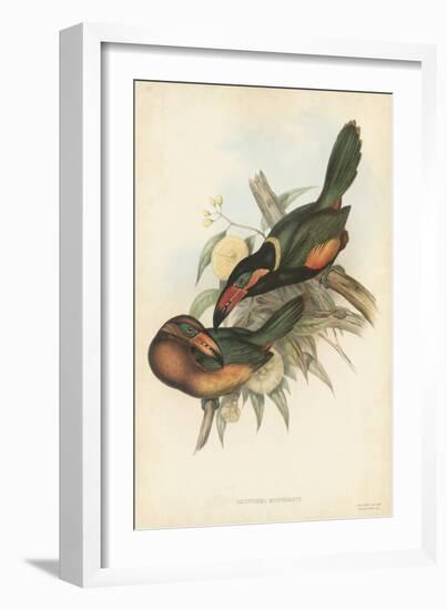 Tropical Toucans V-John Gould-Framed Art Print