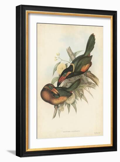 Tropical Toucans V-John Gould-Framed Art Print