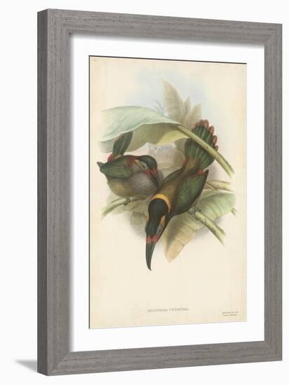 Tropical Toucans VI-John Gould-Framed Art Print