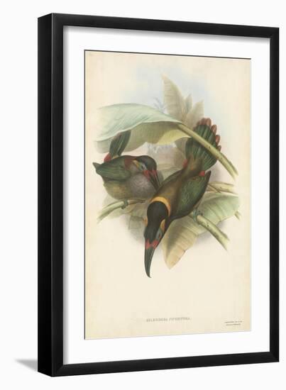 Tropical Toucans VI-John Gould-Framed Art Print