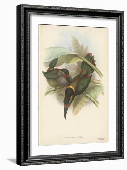 Tropical Toucans VI-John Gould-Framed Art Print