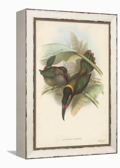 Tropical Toucans VI-John Gould-Framed Stretched Canvas