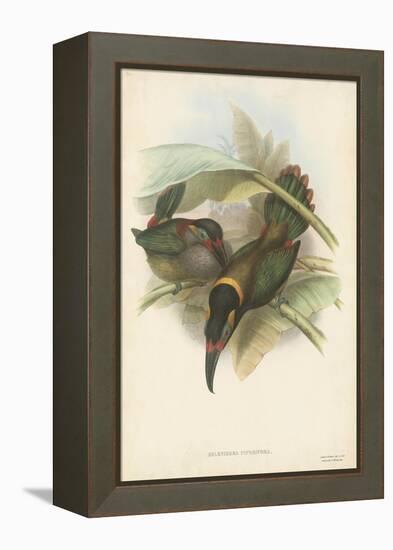 Tropical Toucans VI-John Gould-Framed Stretched Canvas