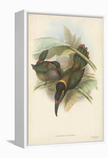 Tropical Toucans VI-John Gould-Framed Stretched Canvas