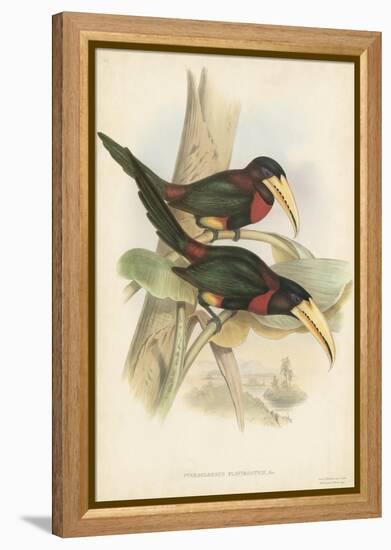 Tropical Toucans VII-John Gould-Framed Stretched Canvas