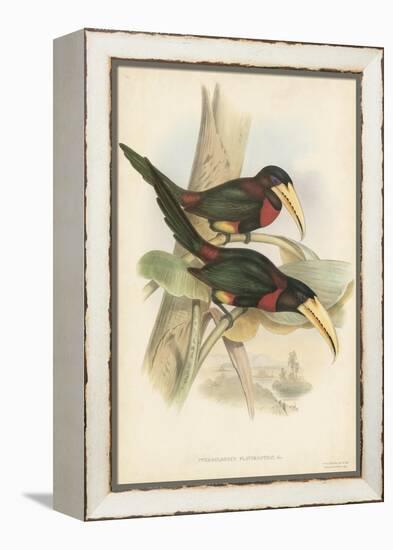 Tropical Toucans VII-John Gould-Framed Stretched Canvas