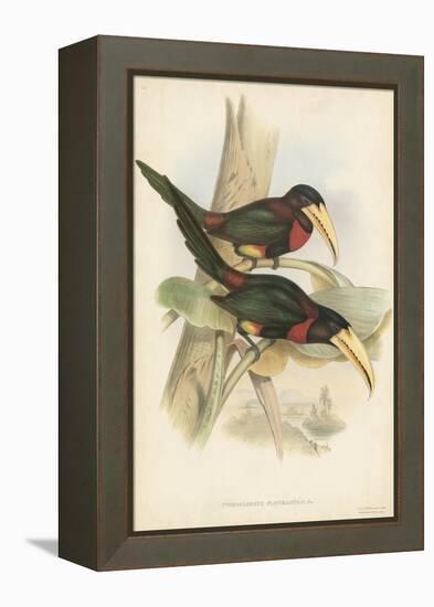 Tropical Toucans VII-John Gould-Framed Stretched Canvas