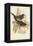 Tropical Toucans VII-John Gould-Framed Stretched Canvas