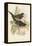 Tropical Toucans VII-John Gould-Framed Stretched Canvas